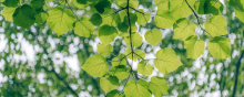 Algunes línies d'espiritualitat ecològica